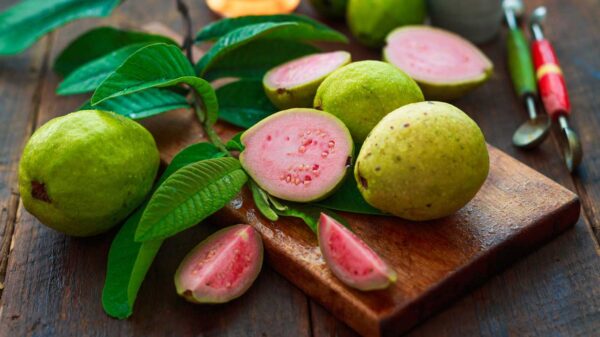 Guava leaves and medicinal uses